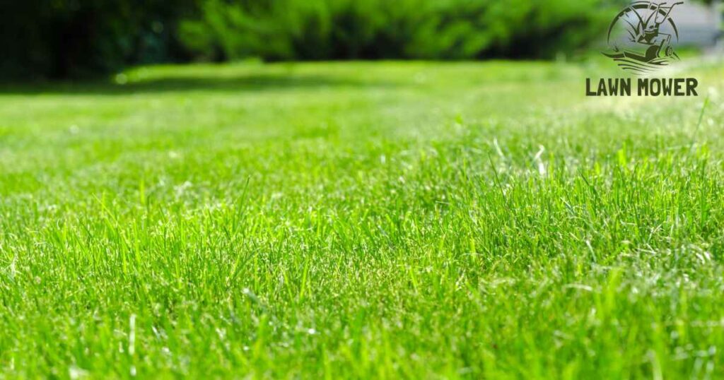 Grass stains on paving